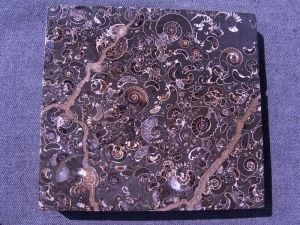 Ammoniten-Marmor