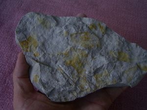 Leafs oligocene age #7