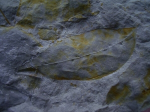 Leafs oligocene age #2