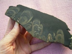 Stromatolith aus dem Devon ges?gt und poliert #2