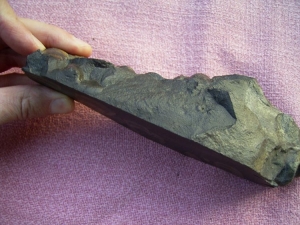 Stromatolith aus dem Devon gesägt und poliert #2