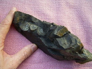 Stromatolith aus dem Devon gesägt und poliert #2