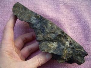 Devonian Stromatolith cut and polished #2
