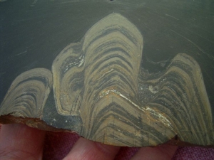Stromatolith aus dem Devon gesägt und poliert #3