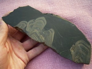 Stromatolith aus dem Devon gesägt und poliert #3