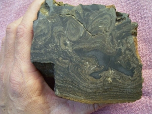 Stromatolith aus dem Devon gesägt und poliert #4