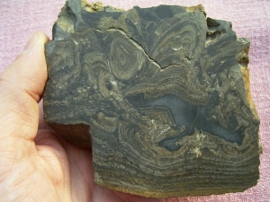 Stromatolith aus dem Devon gesägt und poliert #4