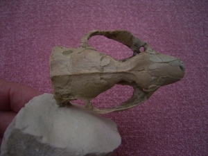 Ischyromis typus skull #2