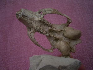 Ischyromis typus skull #2