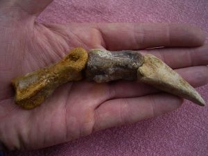 Spinosaur fingerbones with claw