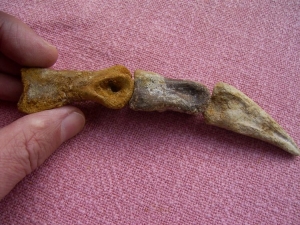 Spinosaur fingerbones with claw