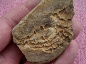 Barasaurus, triassic reptile foot bones! # 2