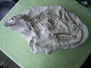 A2 Oreodont Skelett