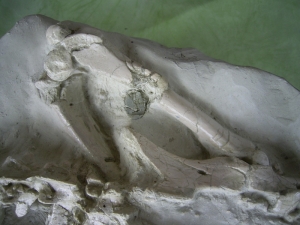 A2 Oreodont Skelett