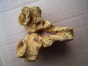 Vertebra of manatee