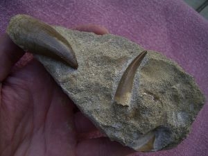 3 Zähne: Plesiosaurus, Mosasaurus und Hai; Marokko