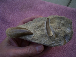 3 Teeth: Plesiosaur, Mosasaur and shark, Moroc