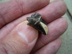 Paleeotherium Tooth -early horse