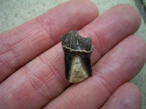 Palaeotherium Zahn - frühes Pferd