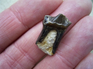 Paleeotherium Tooth -early horse