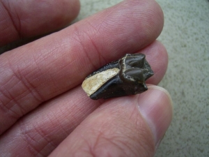 Palaeotherium Zahn - frühes Pferd