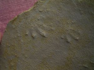 Muschelkalk Tracks: Five footsteps on one slab