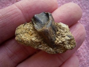 Triceratops tooth on matrix #1
