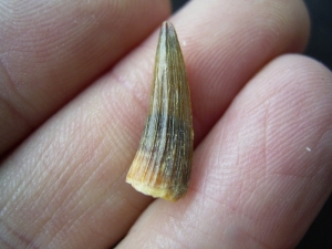 Crocodile tooth, Chile