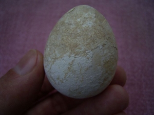 Egg found in the Sahara desert