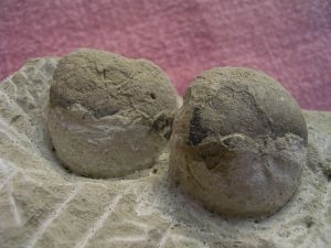 Two turtle eggs on matrix #2