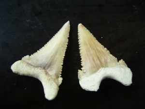 Zwei Haizähne Palaeocarcharodon