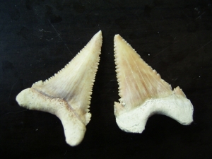 Two shark teeth Palaeocarcharodon