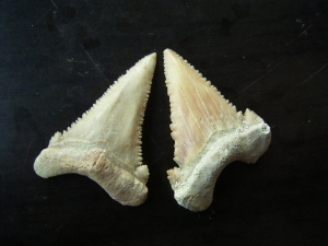 Two shark teeth Palaeocarcharodon