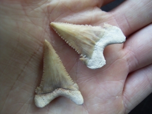 Zwei Haizähne Palaeocarcharodon