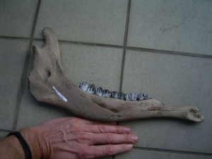 Megaloceras giganteus jaw
