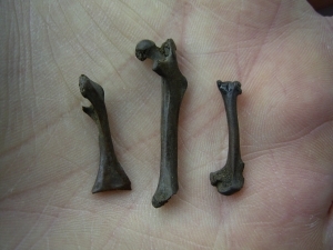 Three tar pit rodent bones