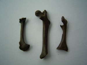 Three tar pit rodent bones