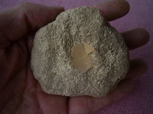 Miocene bird eggshells #1