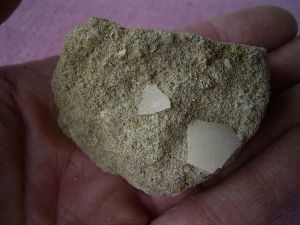 Miocene bird eggshells #4