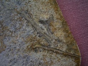 Solnhofen Rhamphorhynchus bones