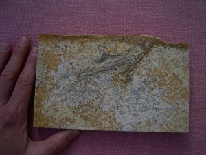 Solnhofen Rhamphorhynchus bones