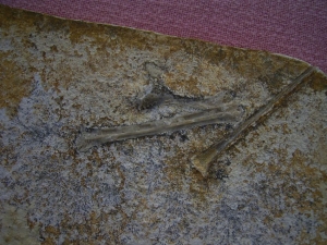 Solnhofen Rhamphorhynchus Knochen