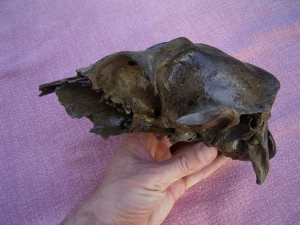 Deer skull female
