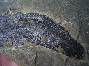Triassic fish from Seefeld #2 Pholidophorus