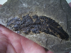 Triassic fish from Seefeld #2 Pholidophorus