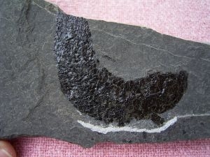 Triassic fish from Seefeld #3 Pholidophorus