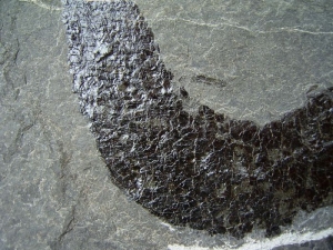 Triassic fish from Seefeld #3 Pholidophorus