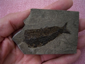 Triassic fish from Seefeld #4 Pholidophorus
