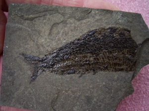 Triassic fish from Seefeld #4 Pholidophorus