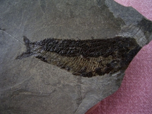Triassic fish from Seefeld #5 Pholidophorus